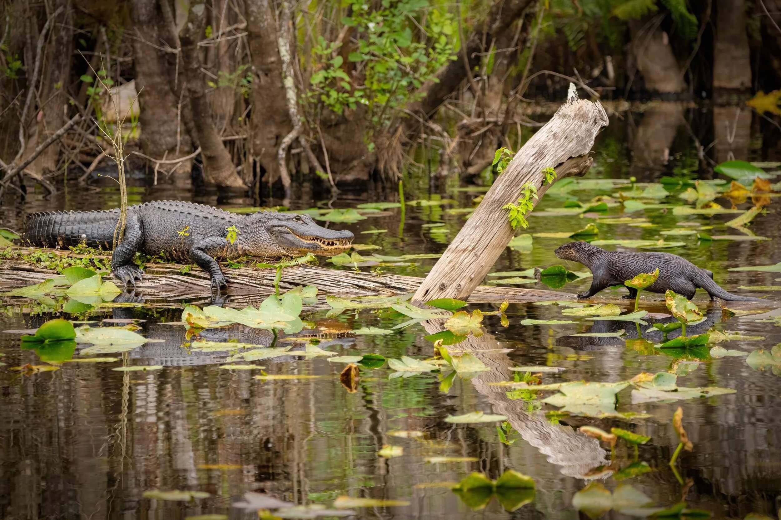 Six Mile Cypress Slough Preserve